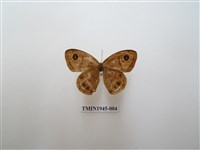 藏品(達邦波眼蝶)的圖片